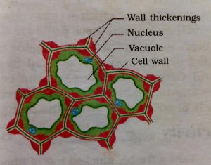 tissues class 9 notes