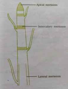 tissues class 9 notes