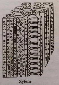 tissues class 9 notes